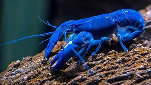 David Clode/Unsplash (2018)