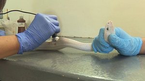 Imagem Cobras apreendidas após estudante ser picado por Naja 'estão magras e feridas', diz Zoológico de Brasília