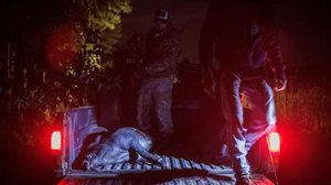 A presença do animal triplicou nos últimos dez anos, atingindo estados livres da invasão até então, como Pará e Pernambuco | Foto: Folhapress