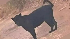 Foto: Reprodução/Redes Sociais