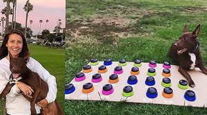 Imagem Vídeo: fonoaudióloga ensina cão a 'falar' e diz que ele já aprendeu 29 palavras