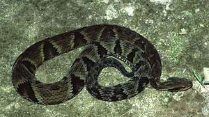 Imagem Substância encontrada em frutas pode ajudar contra picada de jararaca