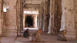 Foto:Reprodução/Pixabay