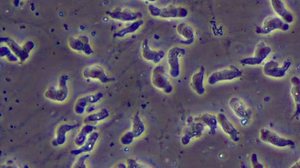 Foto: Reprodução/CDC