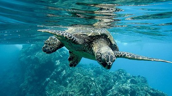 Foi reportada a morte de entre 500 e 1.000 de tartarugas | Reprodução/Freepik