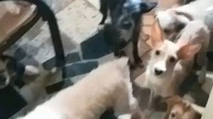 Divulgação/PC Espírito Santo