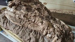 Divulgação / Fabiano Vidao Iori