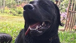 Barney ficou conhecido pela atuação em Brumadinho | CBM-SC