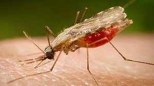 Portal Biologia / Divulgação