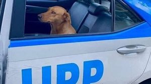 Divulgação/Internet