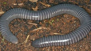 Reprodução / Internet