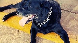 Cão Zeca ajudou nas buscas de desaparecidos em Brumadinho | CBM/DF