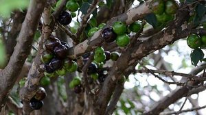 Extrato da casca da jabuticaba foi usado na pesquisa | Divulgação Embrapa