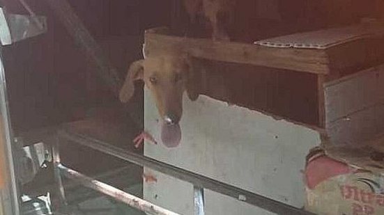 Foto: Reprodução/PRF