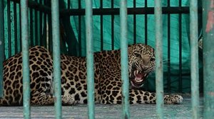 Gujarat Forest Departament/AFP