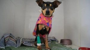 Reprodução/Anda News