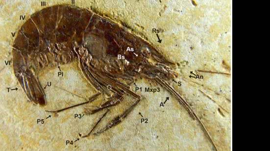 Imagem Novas pesquisas com fósseis do Cariri ajudam a montar um quebra-cabeça de 115 milhões de anos