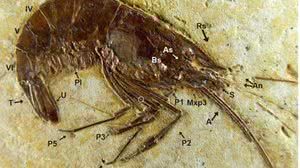 Imagem Novas pesquisas com fósseis do Cariri ajudam a montar um quebra-cabeça de 115 milhões de anos