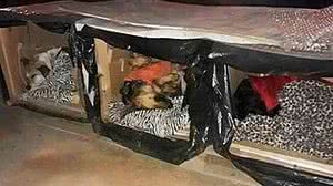 Imagem Anônimo constrói casinhas térmicas para cães de rua se protegerem do frio