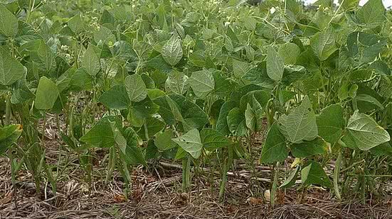 Valter Campanato/Agência Brasil