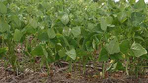 Valter Campanato/Agência Brasil