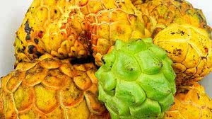 Imagem Conheça a fruta que Alagoas está exportando para o Canadá