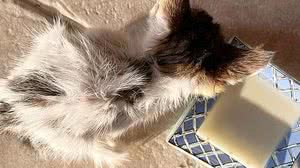 Foto: Fernanda van der Laan