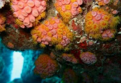 MPF peticiona à Justiça Federal em busca de solução contra invasão de Coral-Sol no litoral alagoano | Foto: Reprodução