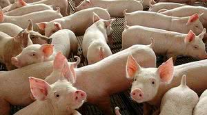 Divulgação / Governo Federal