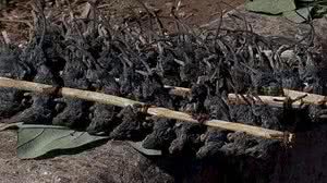 Imagem Vídeo: população come ratos para evitar a fome durante pandemia no Malauí