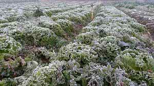 O frio pode resultar em produtos com menos qualidade e ainda mais caros | Foto: Reprodução/TV Diário