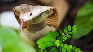 Ivan Mattos/Zoologico de Brasília