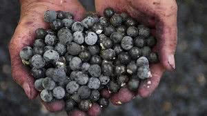 Imagem Pesquisadores canadenses testam açaí como tratamento contra covid-19