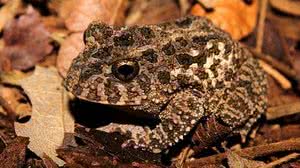 Bruno Tayar Marinho do Nascimento / Divulgação