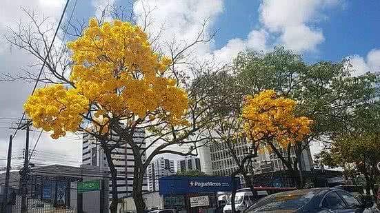 Imagem Ipês florescem e colorem paisagem na principal avenida de Maceió