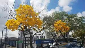 Imagem Ipês florescem e colorem paisagem na principal avenida de Maceió