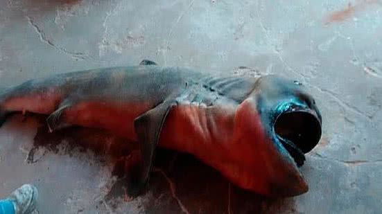 Imagem Tubarão raro é encontrado boiando no litoral do Piauí