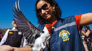 Equipe Fauna reforça que quem mantém animais silvestres em cativeiro, pode fazer a entrega voluntária na Secretaria de Meio Ambiente de Delmiro Gouveia | Foto: Ascom FPI