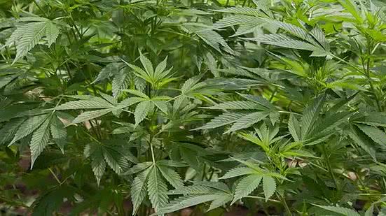 Reprodução / Agência Brasil