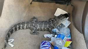 Divulgação/Redes Sociais