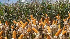 Imagem Com 42,7 mi de toneladas, Brasil lidera exportação mundial de milho