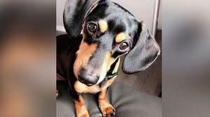 Imagem Cão é sacrificado por engano em clínica veterinária e família se desespera