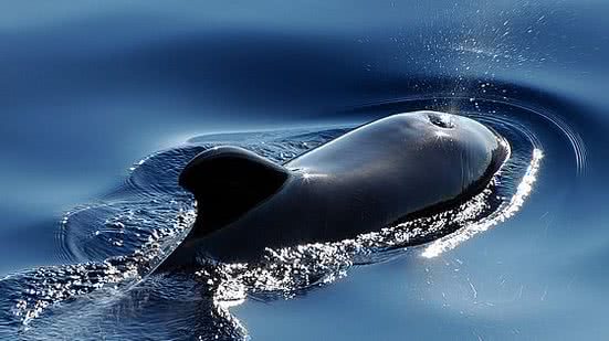 Foto: Reprodução/Pixabay