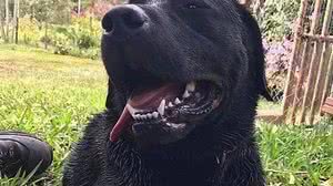 Cão Barney mergulhou em um rio e não conseguiu voltar à superfície | Divulgação/CBM-SC