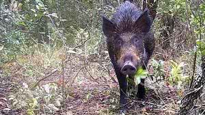 Divulgação/Fundação Florestal