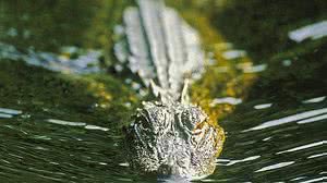 Reprodução/Olhar Digital