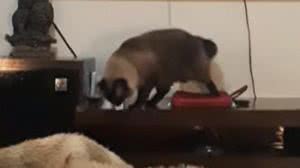Imagem Vídeo: donas descobrem que gato aprendeu a desligar o despertador