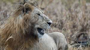 Imagem Caçador pisoteado por elefante é comido por leões na África do Sul
