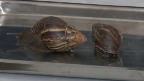 A presença do molusco tem incomodado moradores da capital alagoana | Foto: Reprodução/TV Pajuçara