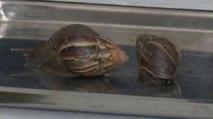 A presença do molusco tem incomodado moradores da capital alagoana | Foto: Reprodução/TV Pajuçara